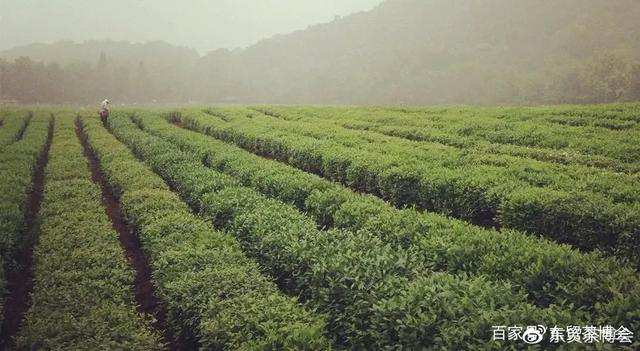 植樹節丨你知道樹木對茶的作用嗎？